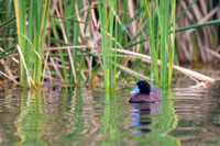Blue-billed Duck