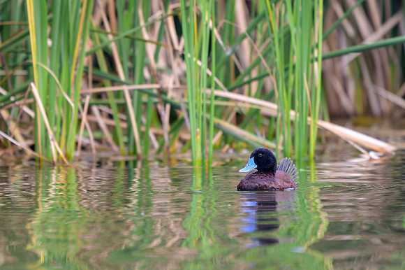 Blue-billed Duck