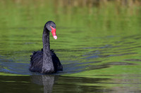 Black Swan