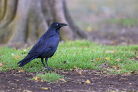 Little Raven