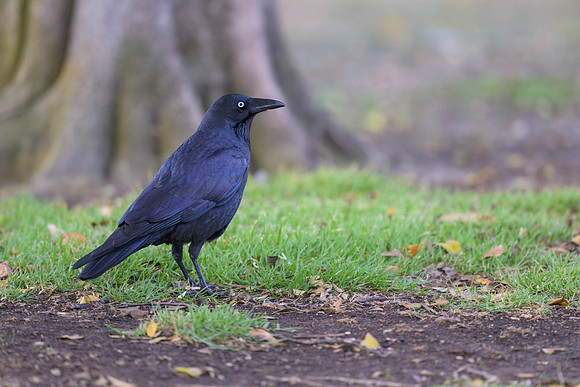 Little Raven