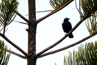 Little Raven