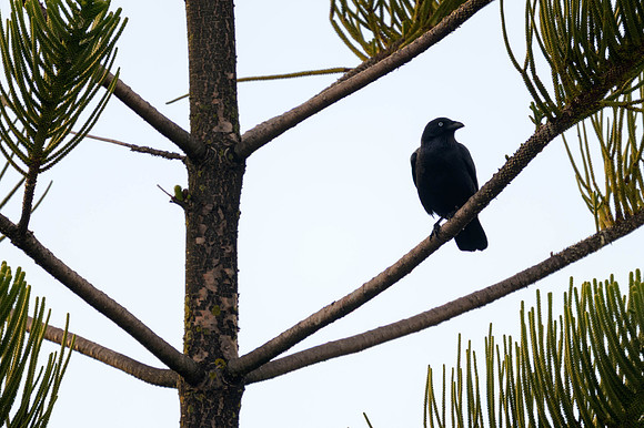 Little Raven