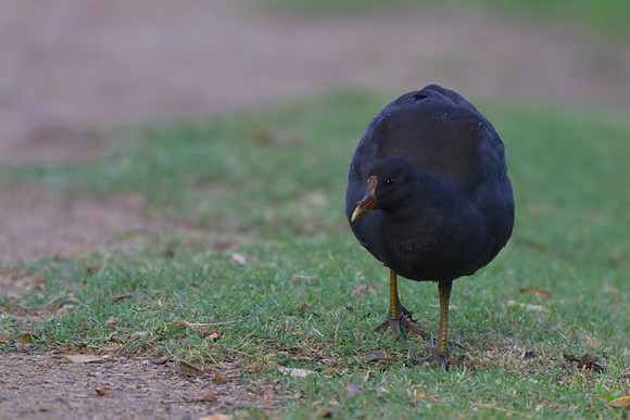 Dusky Moorhen