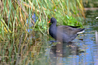 Dusky Moorhen