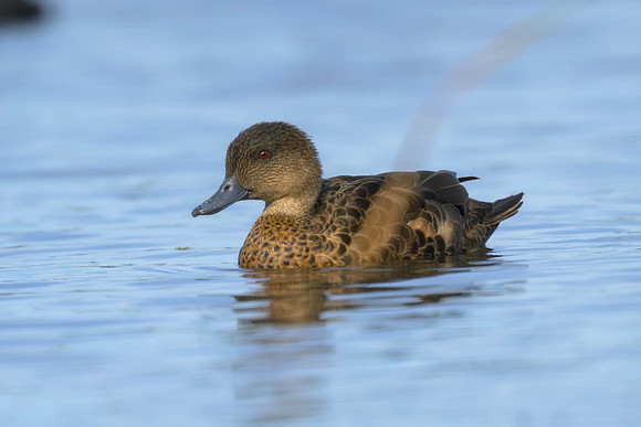 Chestnut Teal
