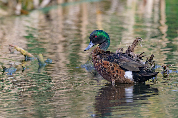 Chestnut Teal