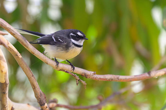 Grey Fantail