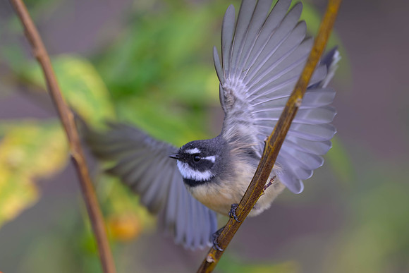 Grey Fantail