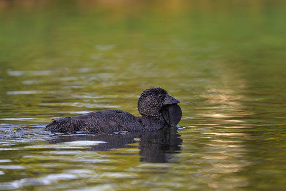 Musk Duck