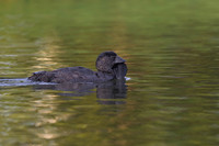 Musk Duck