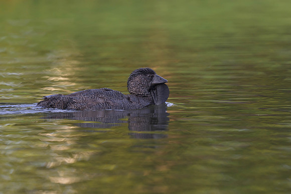 Musk Duck