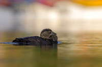 Musk Duck