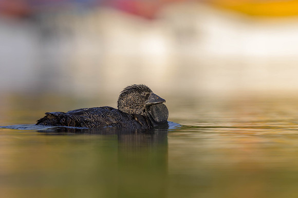 Musk Duck