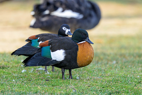 Australian Shelduck