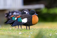 Australian Shelduck