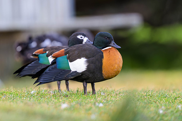 Australian Shelduck