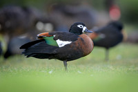 Australian Shelduck