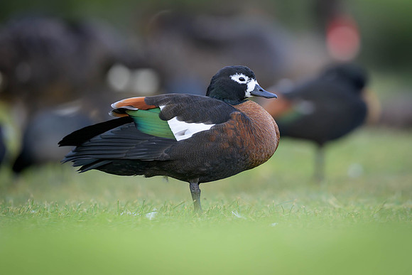 Australian Shelduck