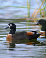 Australian Shelduck