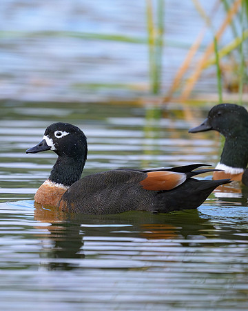 Australian Shelduck