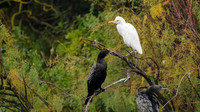 Eastern Cattle Egret