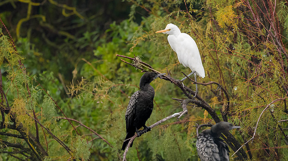 Eastern Cattle Egret