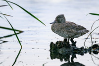 Freckled Duck