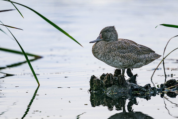 Freckled Duck