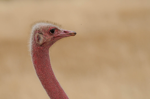 Ostrich