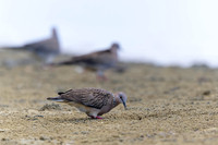 Spotted Dove