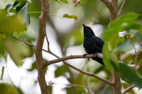 Asian Glossy Starling