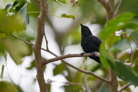 Asian Glossy Starling