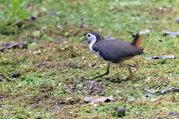 White-breasted Waterhen