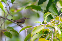 Van Hasselt's Sunbird