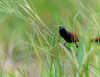 Chestnut Munia