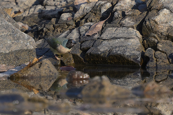 Gouldian Finch