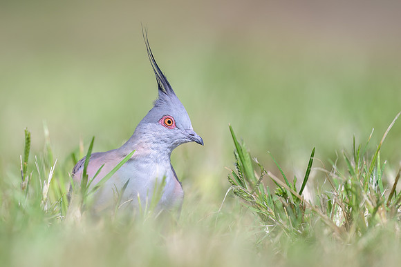 Crested Pigeon