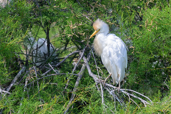 Western Cattle-egret