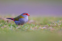 Red-browed Finch