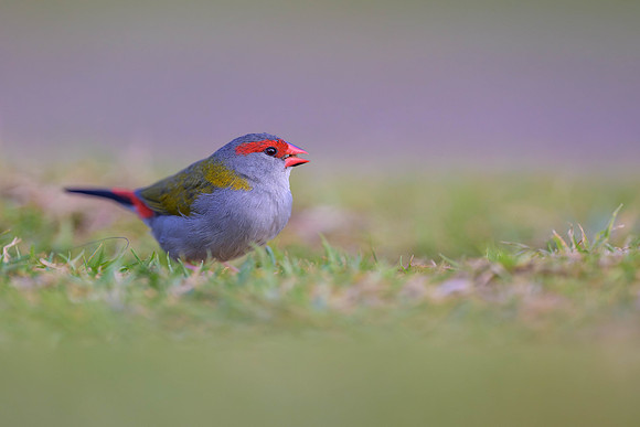 Red-browed Finch