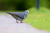 Wonga Pigeon