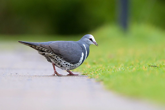 Wonga Pigeon