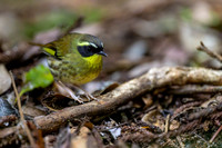 Yellow-throated Scrubwren