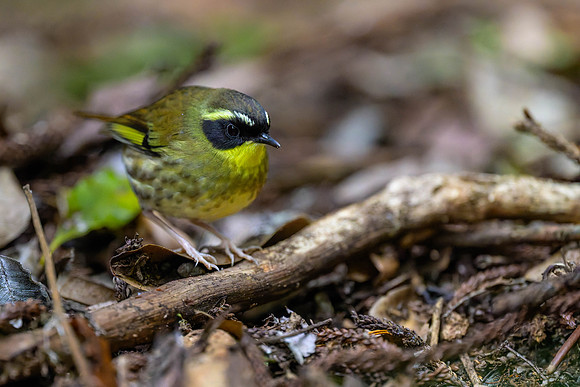 Yellow-throated Scrubwren