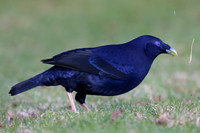 Satin Bowerbird