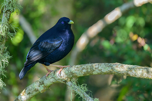 Satin Bowerbird
