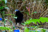 Satin Bowerbird