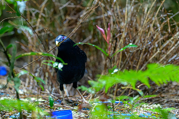 Satin Bowerbird