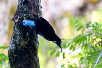 Paradise Riflebird